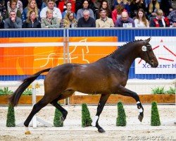 stallion Blue Hors Livius (KWPN (Royal Dutch Sporthorse), 2016, from Gotcha Utopia)