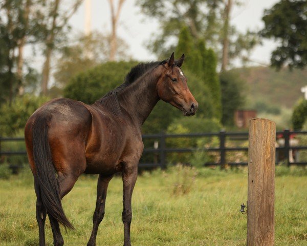 jumper K.C. Carrera (Hanoverian, 2022, from Conthargos)