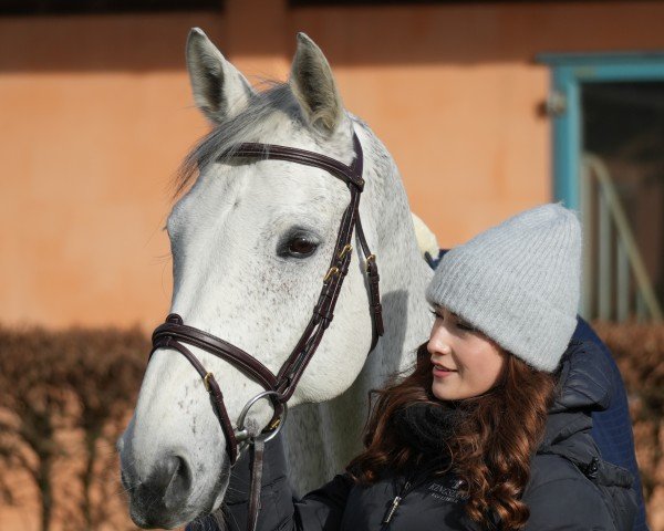 Springpferd Charly Brown 317 (Holsteiner, 2010, von Colman)