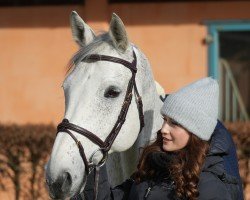 Springpferd Charly Brown 317 (Holsteiner, 2010, von Colman)