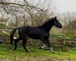 dressage horse K.C. Total Surprise (Hanoverian, 2021, from Hope)