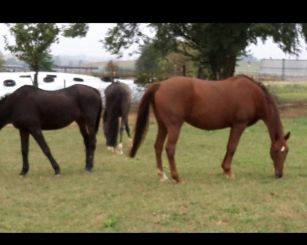 dressage horse Finess 161 (Saxony-Anhaltiner, 1999, from Farinelli)