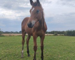 foal by Contari Ronni (Westphalian, 2024, from Consantos)