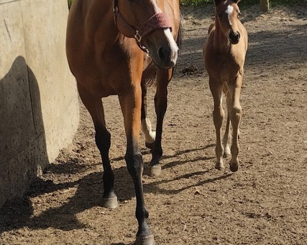 broodmare Ascension xx (Thoroughbred, 2018, from Earl of Tinsdal xx)