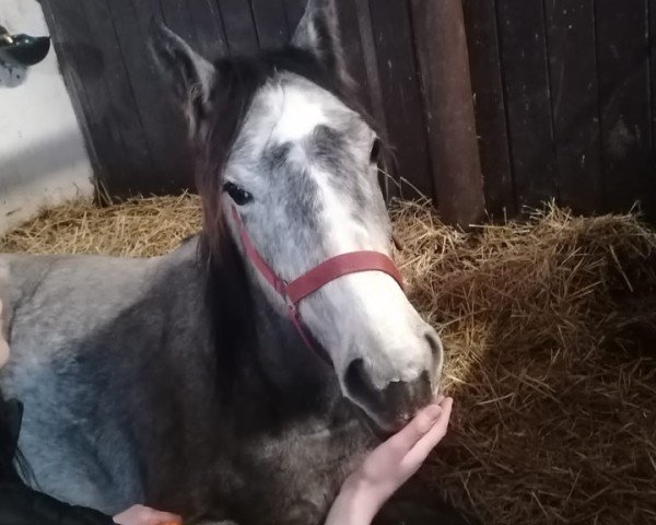 Springpferd Coco (Westfale, 2023, von Charmeur Blanc)