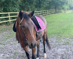 horse Lynet (German Riding Pony, 2000, from Oreon)