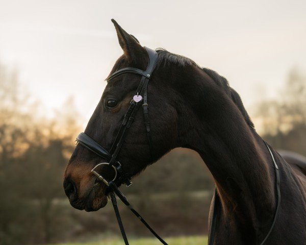 broodmare Signoretta (Trakehner, 2011, from Donauklang)