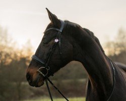 Zuchtstute Signoretta (Trakehner, 2011, von Donauklang)