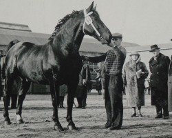 stallion Flirt Mo 1173 (Oldenburg, 1956, from Friedhelm 4099)