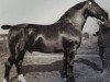 stallion Eckstein 1606 OF (Alt-Oldenburger / Ostfriesen, 1924, from Eekboom 1495)