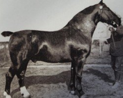 stallion Eckstein 1606 OF (Alt-Oldenburger / Ostfriesen, 1924, from Eekboom 1495)