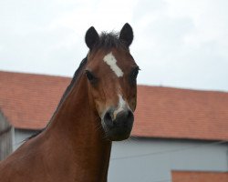 Dressurpferd Gänseblümchen 47 (Welsh Mountain Pony (Sek.A), 2000)