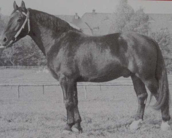 Deckhengst Ernesto Mo 1170 (Schweres Warmblut, 1959, von Erwin von Lehesten Th 727)