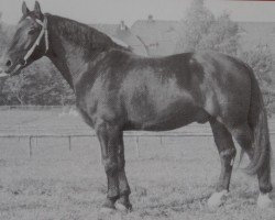 Deckhengst Ernesto Mo 1170 (Schweres Warmblut, 1959, von Erwin von Lehesten Th 727)