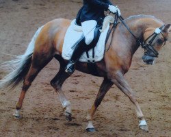 broodmare Ninja (German Riding Pony, 2004, from Sweet Dream SF)