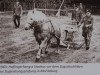 Deckhengst Stachus 13 (Haflinger, 1960, von 49 Stattlich)