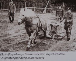 stallion Stachus 13 (Haflinger, 1960, from 49 Stattlich)