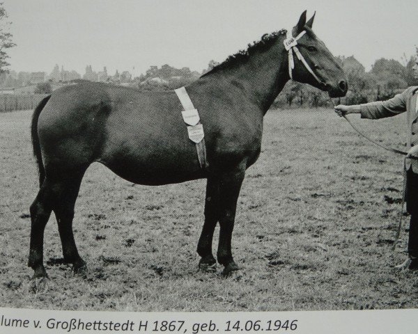 Zuchtstute Blume von Großhettstedt H 1867H.1867 (Schweres Warmblut, 1946, von Goldomar Th 575)