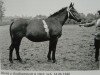 broodmare Blume von Großhettstedt H 1867H.1867 (Heavy Warmblood, 1946, from Goldomar Th 575)