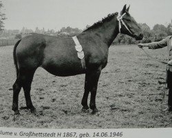 broodmare Blume von Großhettstedt H 1867H.1867 (Heavy Warmblood, 1946, from Goldomar Th 575)