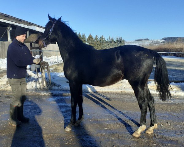 dressage horse Jedini GV (Westphalian, 2023, from Jameson RS2)