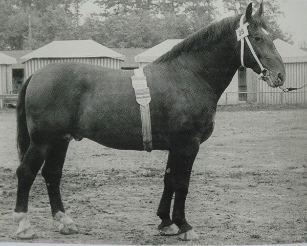 Deckhengst Germanist von GroßhettstedtTh 715 (Schweres Warmblut, 1950, von Germane Th 561)