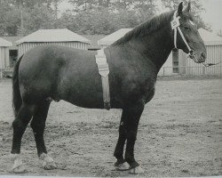 Deckhengst Germanist von GroßhettstedtTh 715 (Schweres Warmblut, 1950, von Germane Th 561)