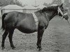 broodmare Ziefer von Griesheim H 2200 (Heavy Warmblood, 1944, from Goldomar Th 575)