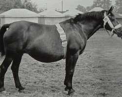 broodmare Ziefer von Griesheim H 2200 (Heavy Warmblood, 1944, from Goldomar Th 575)