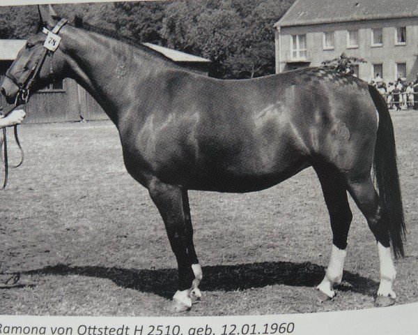 broodmare Ramona von Ottstedt H 2510 (Heavy Warmblood, 1960, from Edelmann Th 670)