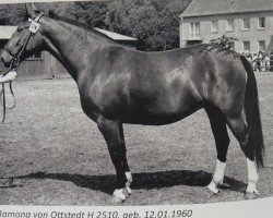 broodmare Ramona von Ottstedt H 2510 (Heavy Warmblood, 1960, from Edelmann Th 670)