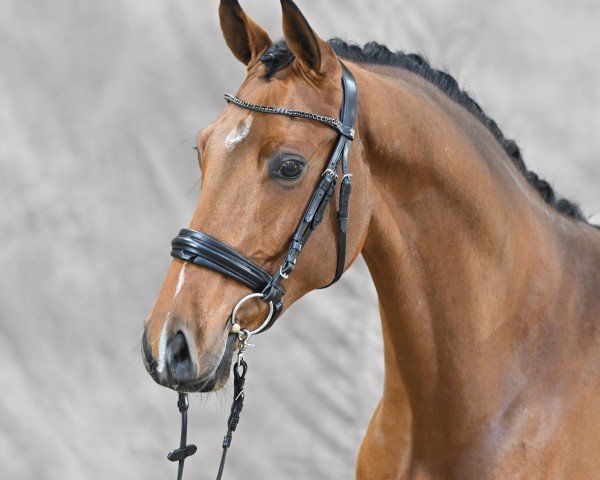 jumper Chaccoulon SR (Oldenburg show jumper, 2022, from Chacco-Blue)