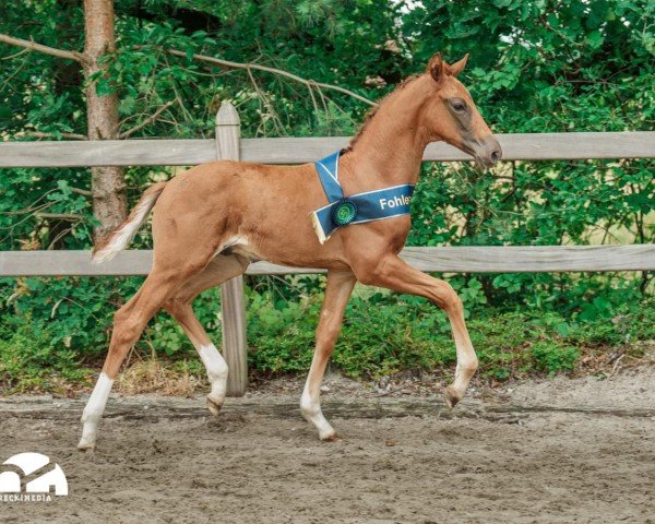 foal by Vito Valiente (Westphalian, 2024, from Vitalis)