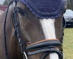 dressage horse Sulaatik's Louvre (New Forest Pony, 2013, from Little Boy du Vent)