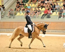 dressage horse Pepsi II (Haflinger, 2014, from Adonis)