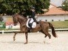 dressage horse Van Tastic 3 (German Sport Horse, 2015, from Van Vivaldi)