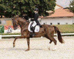 dressage horse Van Tastic 3 (German Sport Horse, 2015, from Van Vivaldi)