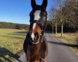 jumper Limal (Oldenburg show jumper, 2013, from Lauck's Locke)