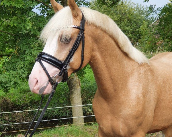 jumper Captain Goldbär 2 (German Riding Pony, 2019)