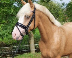 jumper Captain Goldbär 2 (German Riding Pony, 2019)