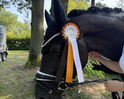 dressage horse Black Diamond 49 (Hanoverian, 2016, from Bordeaux 28)