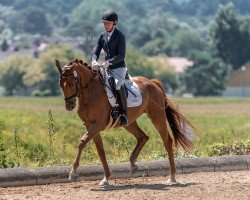 dressage horse Peridion FS (Austrian Warmblood, 2021, from Moosbachhof's Peron)