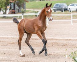 dressage horse Ehrenhall FS (Austrian Warmblood, 2024, from Ehrengold MJ)