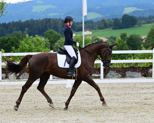 Zuchtstute Rosina Royal FS (Österreichisches Warmblut, 2015, von Destano)