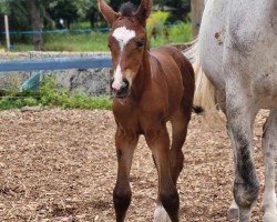 Fohlen von Graceful Daylight Z (Zangersheide Reitpferd, 2024, von Ghost of Winnetou RW)