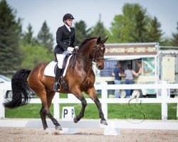 dressage horse Belcanto AJF (Hanoverian, 2010, from Belissimo NRW)