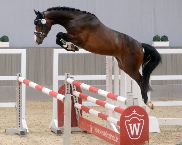 dressage horse Vapalou (German Riding Pony, 2021, from Viva Vidal)