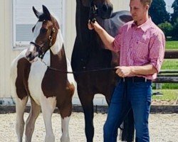 dressage horse Sharu E (Westphalian, 2022, from Saintico)