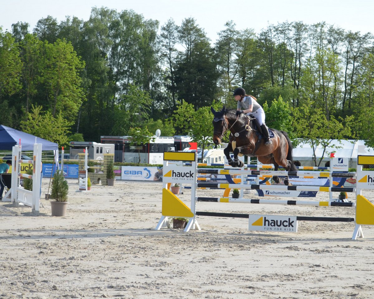 jumper Clintus 4 (Holsteiner, 2004, from Clinton I)