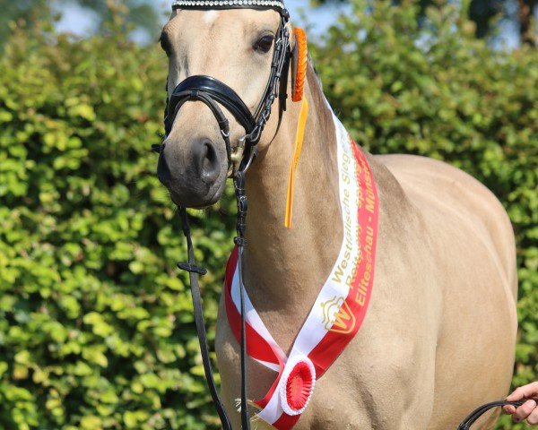 dressage horse Amber (German Riding Pony, 2021, from A kind of Magic 5)